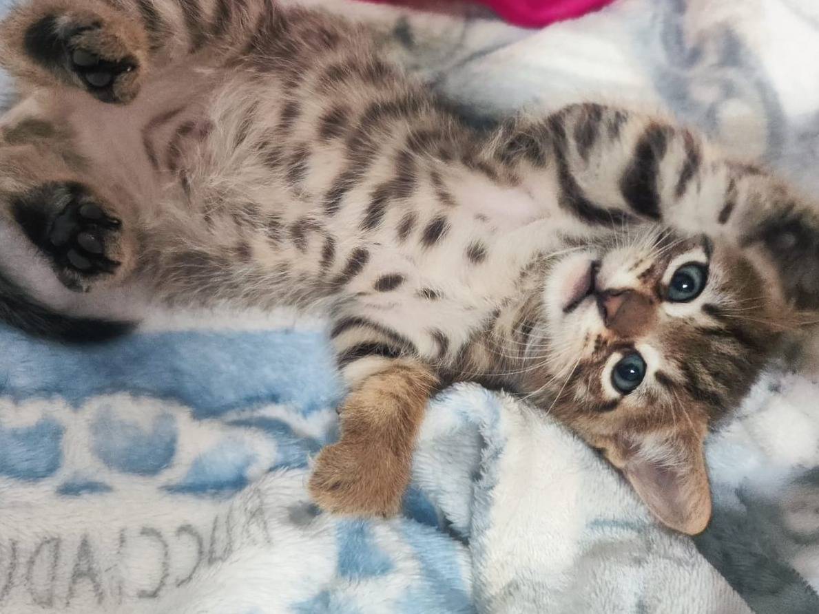Vuoi adottare un gatto a Bari?