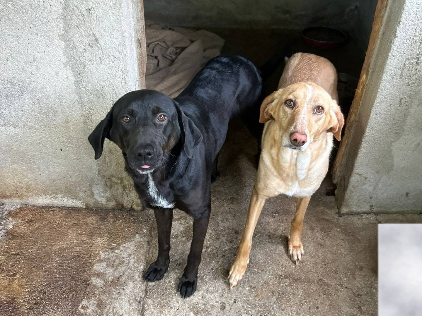 Vuoi adottare un cane a Catanzaro?
