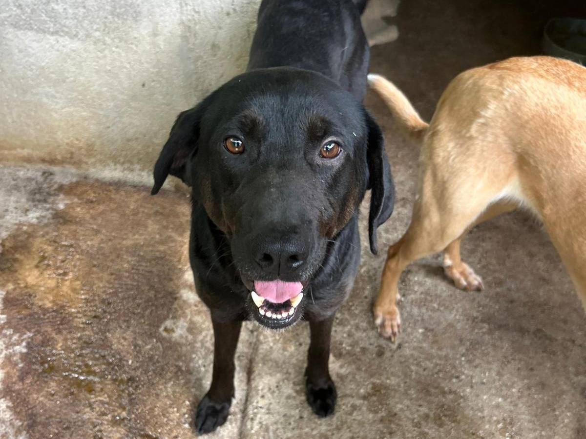 Adotta il cane ROBY a Catanzaro