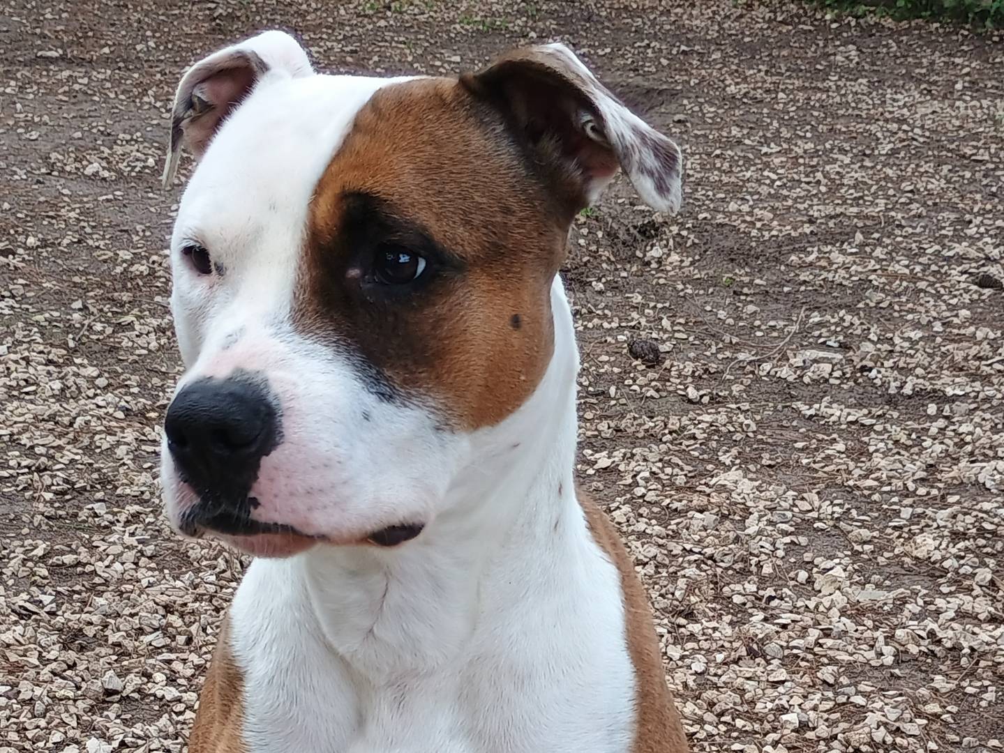 Adotta un cane, femmina, 3 anni e 4 mesi, Ragusa
