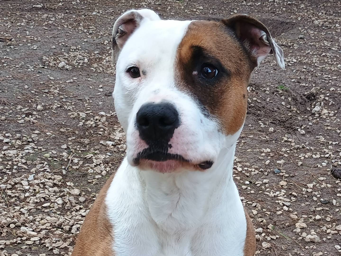 Adozione cane, femmina, Amstaff Razza sconosciuta, 3 anni e 4 mesi, taglia media, Ragusa