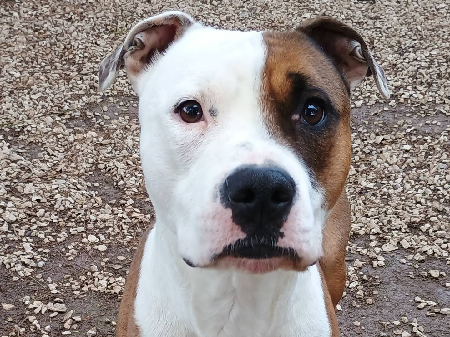 Vuoi adottare un cane a Ragusa?