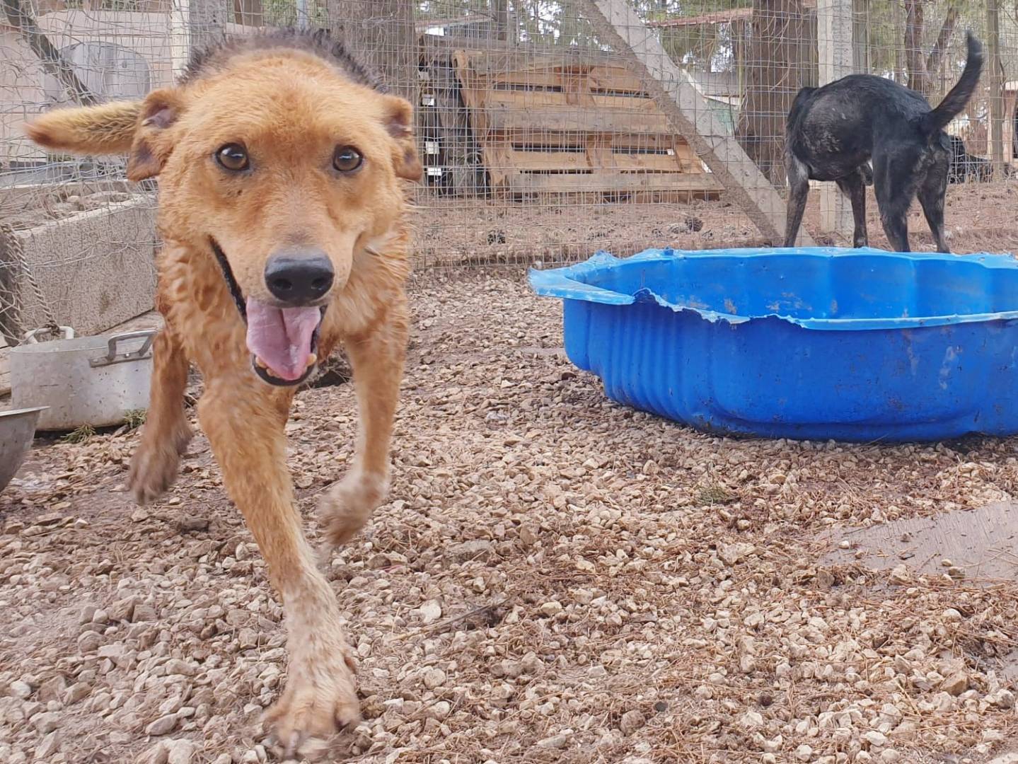 Vuoi adottare un cane a Ragusa?
