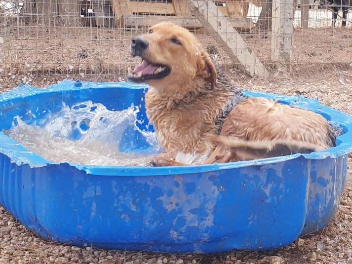 Adotta il cane Cody a Ragusa