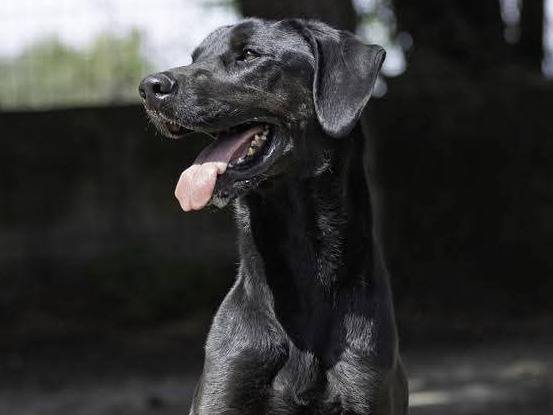Adozione cane, maschio, Razza sconosciuta Razza sconosciuta, 6 anni e 3 mesi, taglia grande, Ragusa
