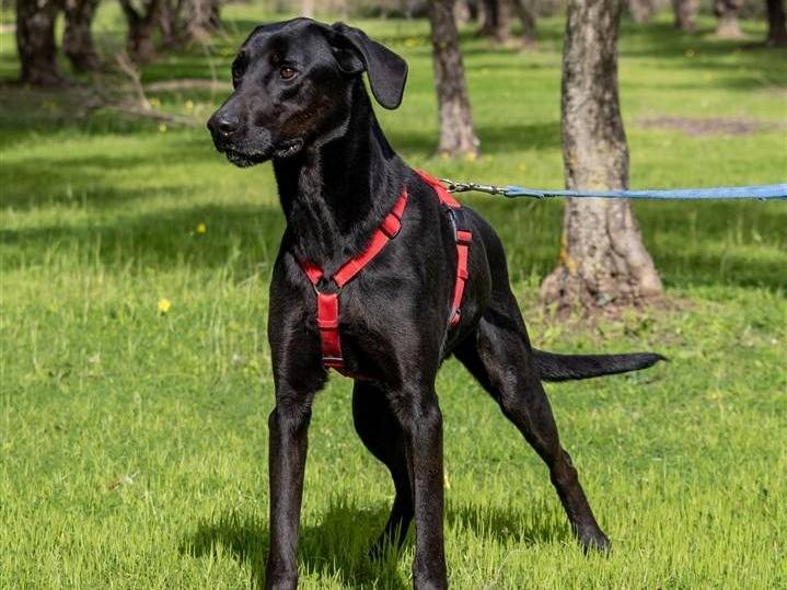 Adotta un cane, maschio, 6 anni e 3 mesi, Ragusa