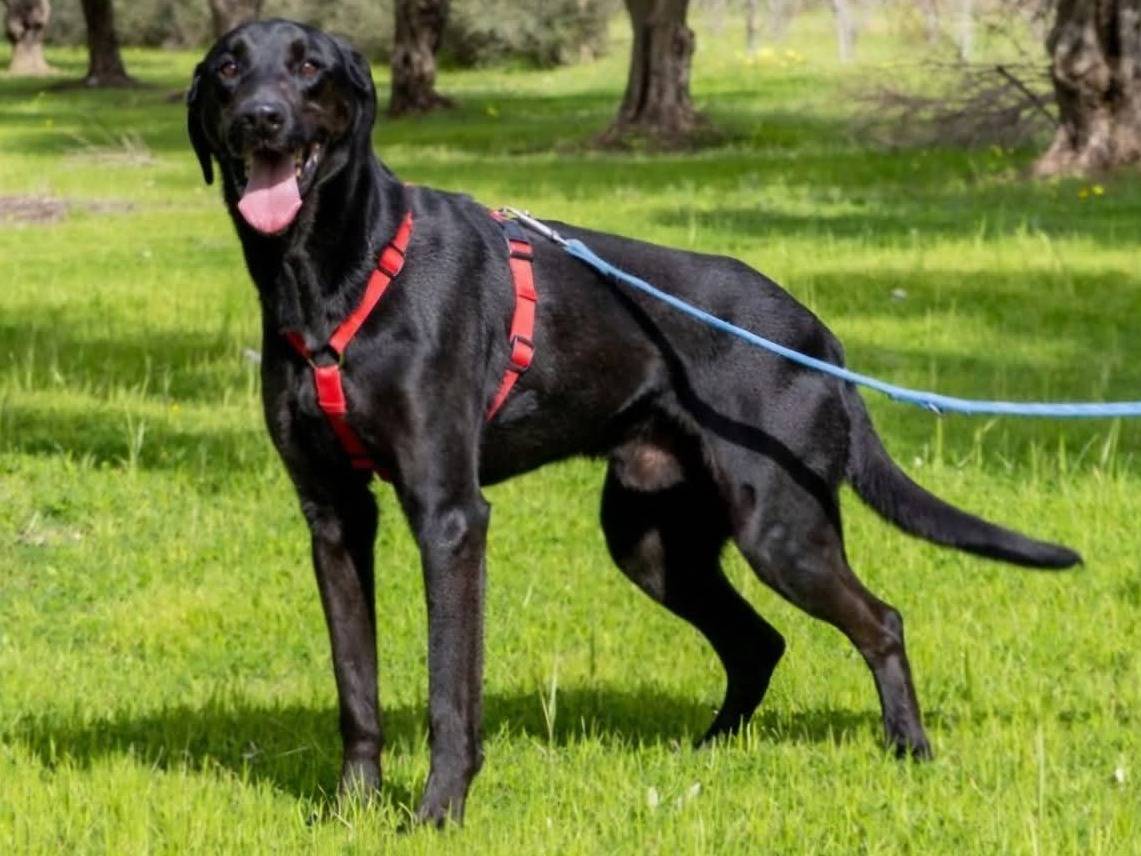 Adotta un cane, taglia grande, maschio, Ragusa