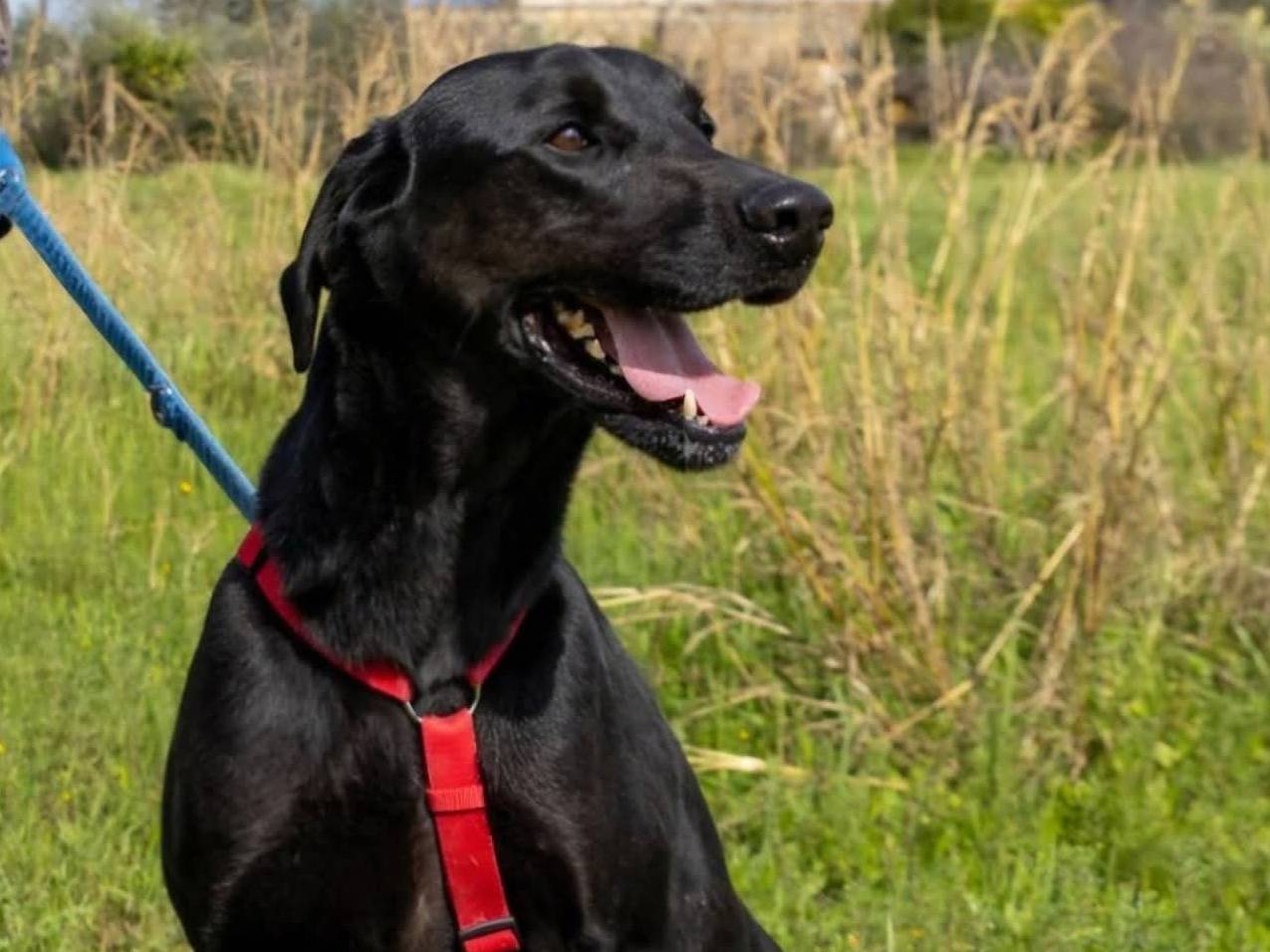 Vuoi adottare un cane a Ragusa?