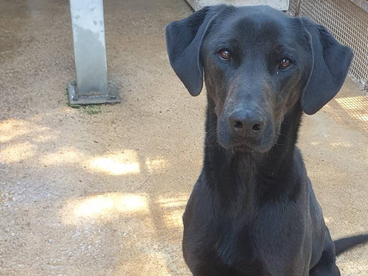 Adotta il cane Colin a Ragusa