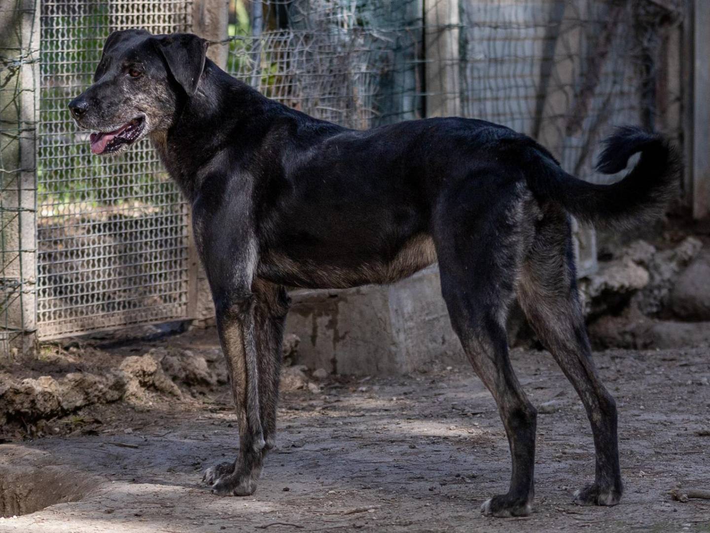 Vuoi adottare un cane a Ragusa?