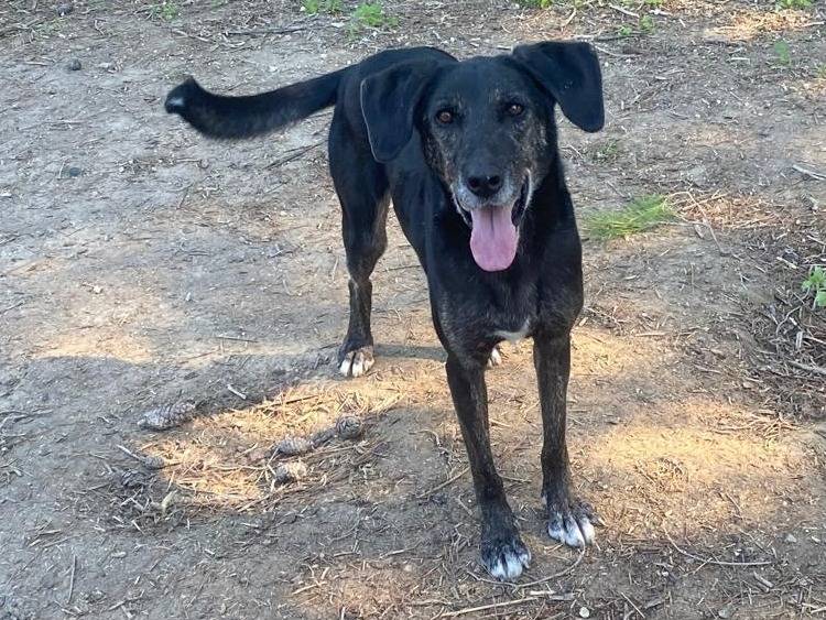 Adotta il cane Brioche a Ragusa