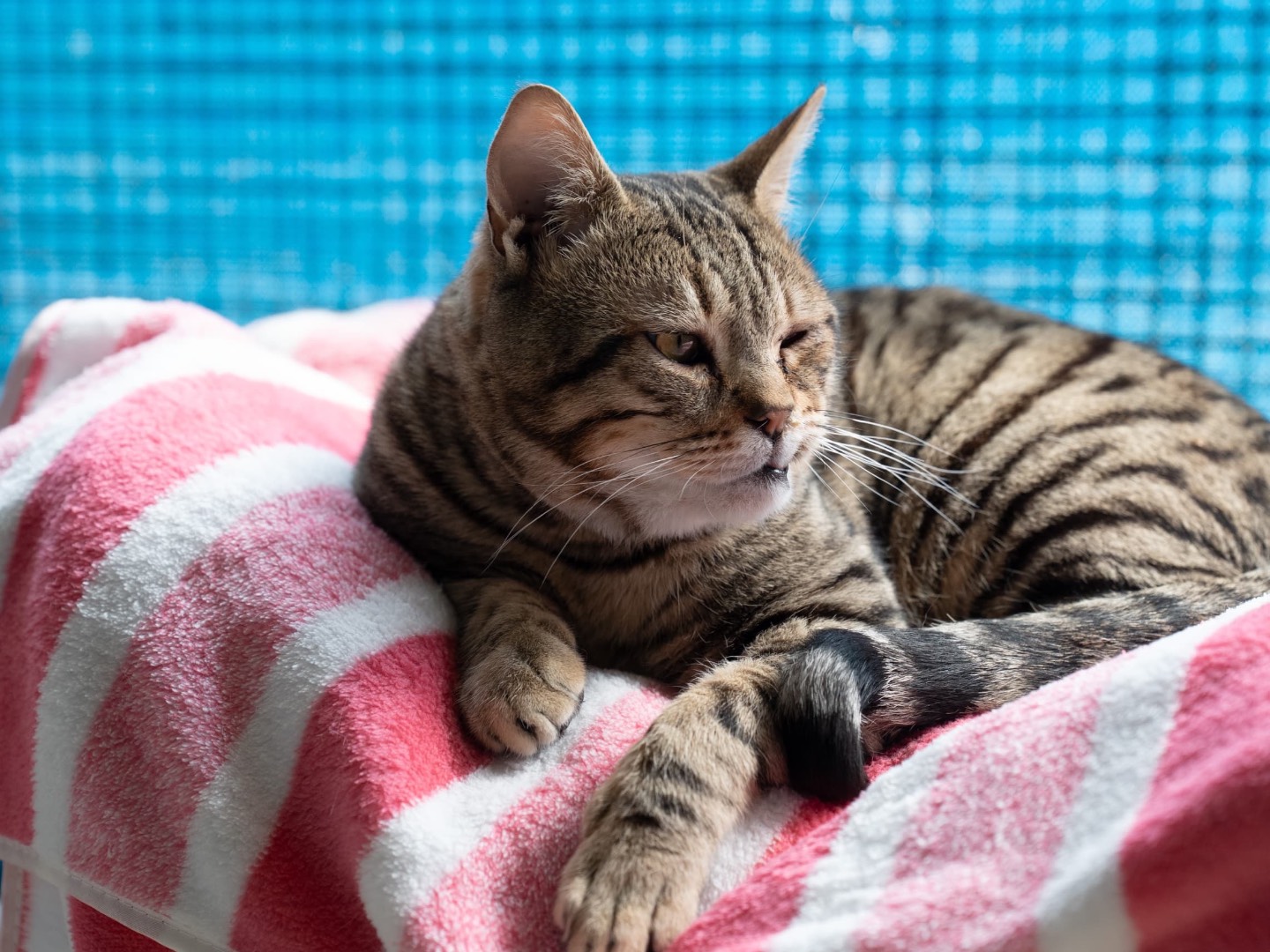 Adozione gatto, maschio, Razza sconosciuta Razza sconosciuta, 6 anni e 4 mesi, taglia non valida, Genova