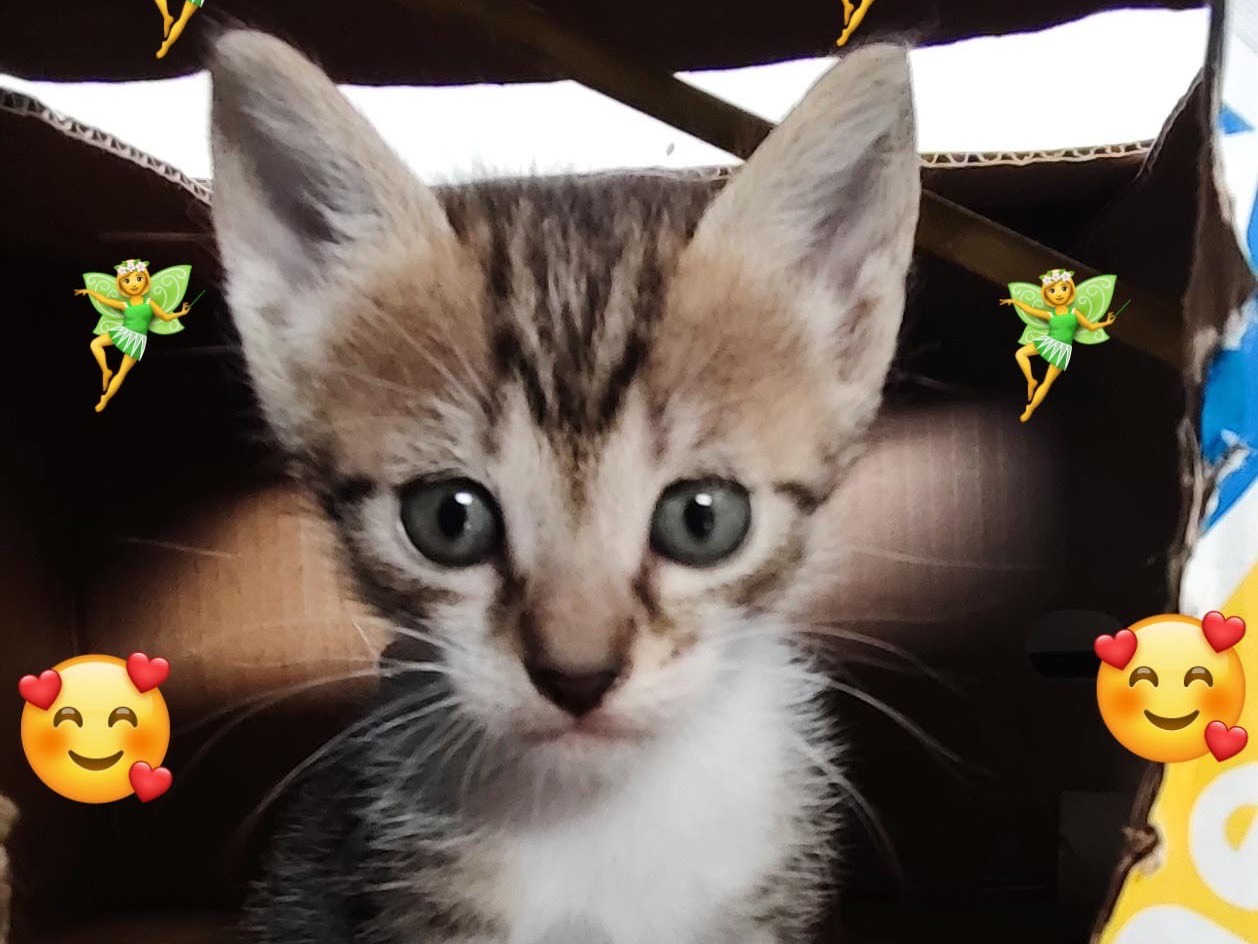 Adozione gatto, femmina, Razza sconosciuta Razza sconosciuta, 1 mesi, taglia non valida, Milano