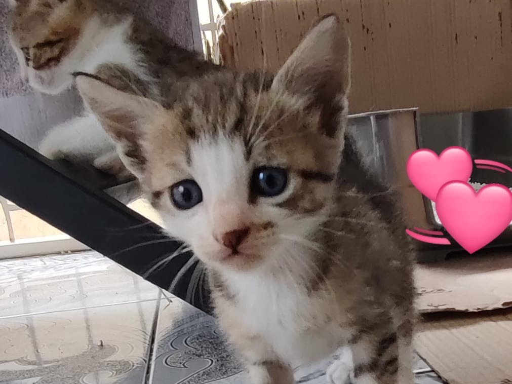 Adozione gatto, maschio, Razza sconosciuta Razza sconosciuta, 1 mesi, taglia non valida, Milano