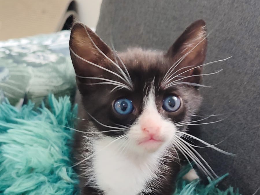 Adozione gatto, femmina, Razza sconosciuta Razza sconosciuta, 1 mesi, taglia non valida, Milano