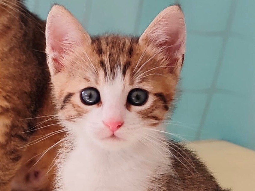 Adozione gatto, maschio, Razza sconosciuta Razza sconosciuta, 2 mesi, taglia non valida, Milano