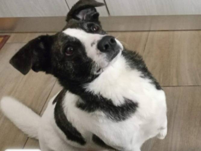 Adozione cane, femmina, Razza sconosciuta Razza sconosciuta, 3 anni, taglia media contenuta, Nuoro