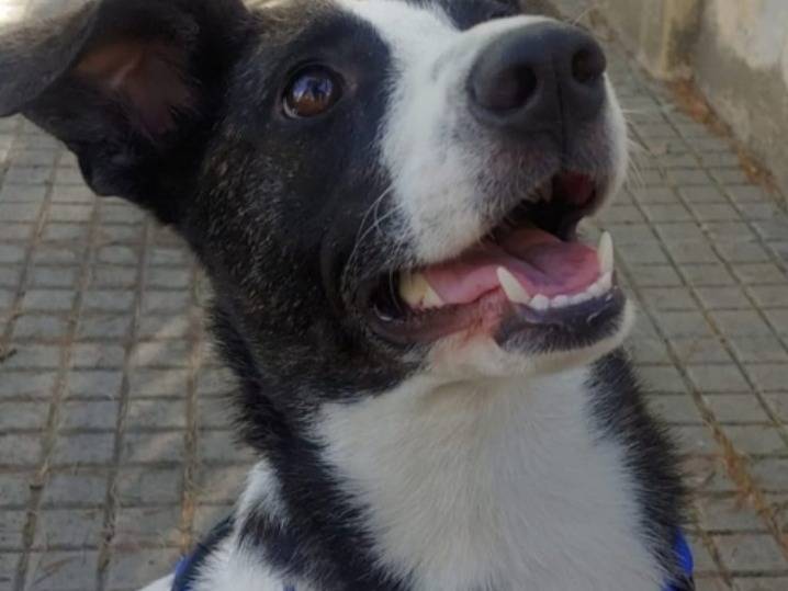 Adotta un cane, femmina, 3 anni, Nuoro