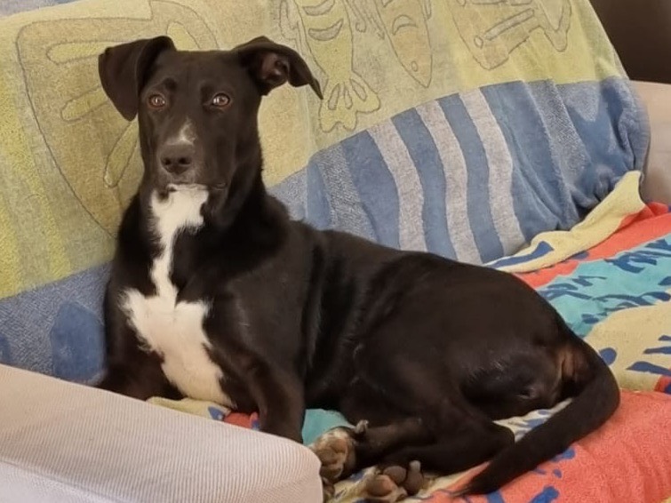 Adozione cane, femmina, Razza sconosciuta Razza sconosciuta, 7 mesi, taglia media, Treviso