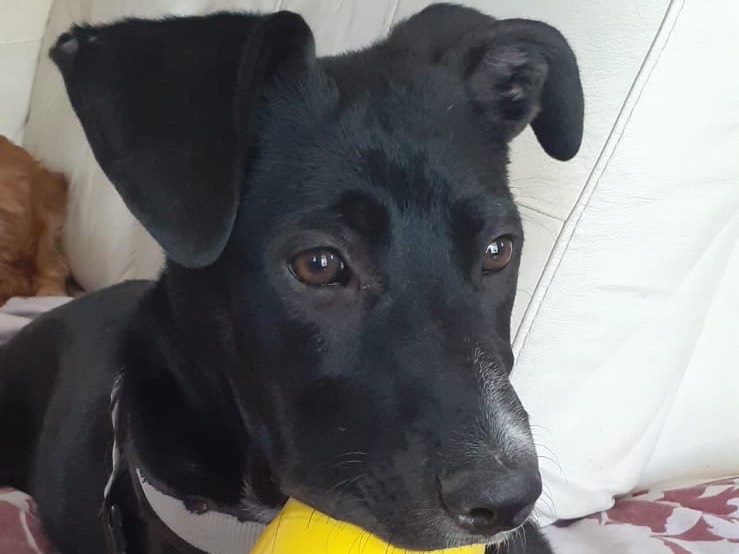 Adotta il cane TIA a Treviso