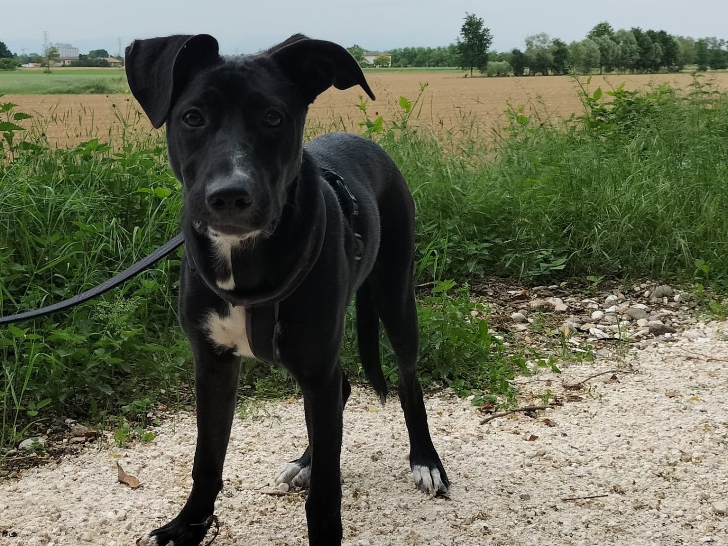 Adotta un cane, taglia media, femmina, Treviso