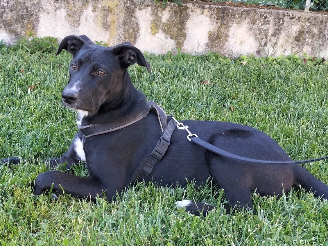 Adotta un cane, femmina, 7 mesi, Treviso