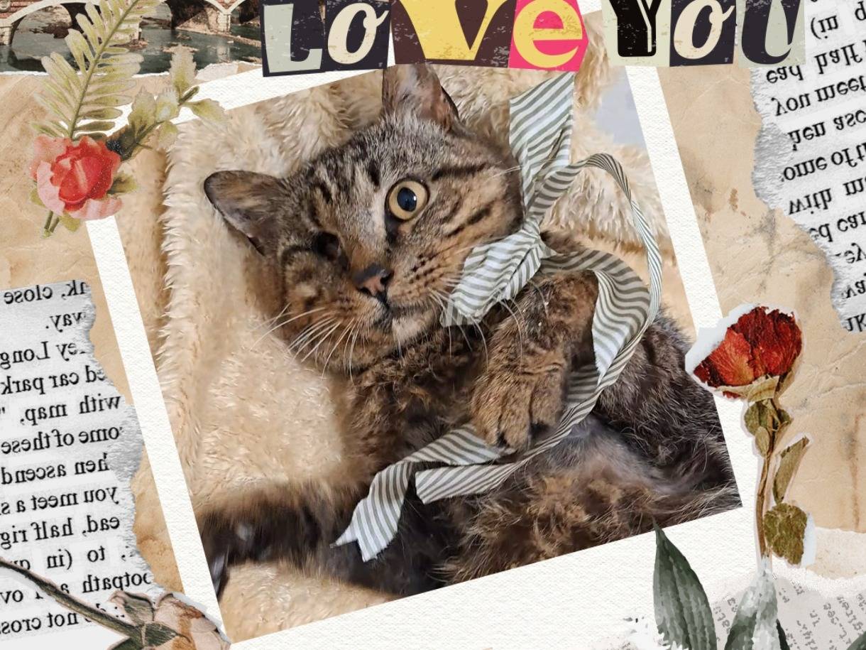 Adozione gatto, maschio, Razza sconosciuta Razza sconosciuta, 3 anni e 1 mese, taglia non valida, Taranto