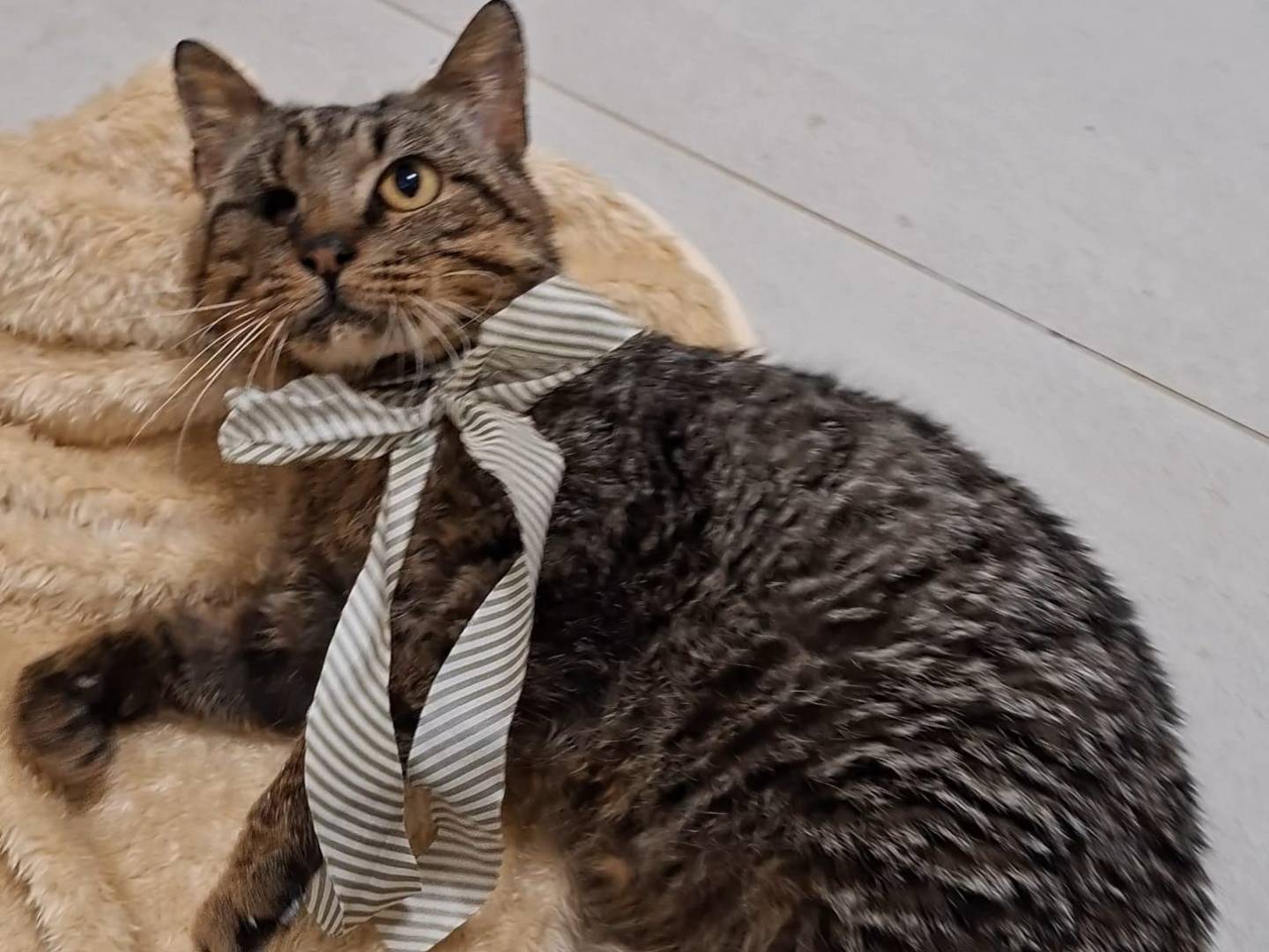 Adotta un gatto, taglia non valida, maschio, Taranto