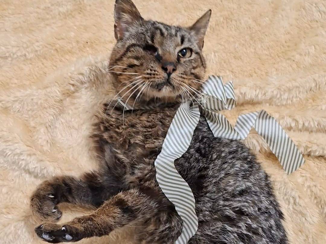 Vuoi adottare un gatto a Taranto?