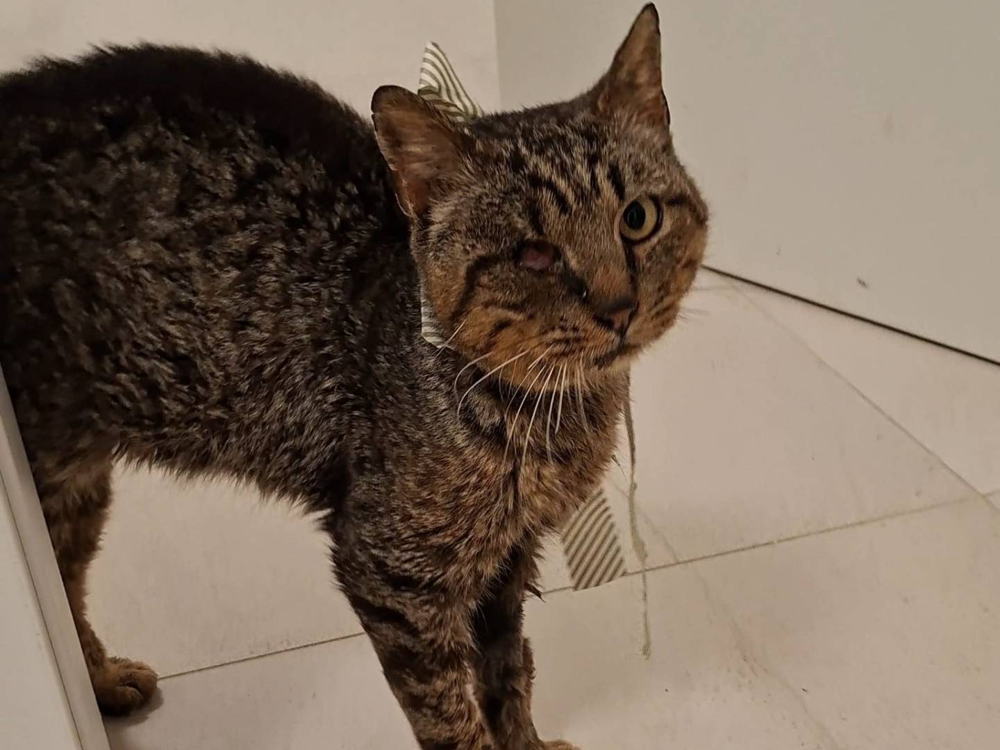 Adotta il gatto Ercolino a Taranto