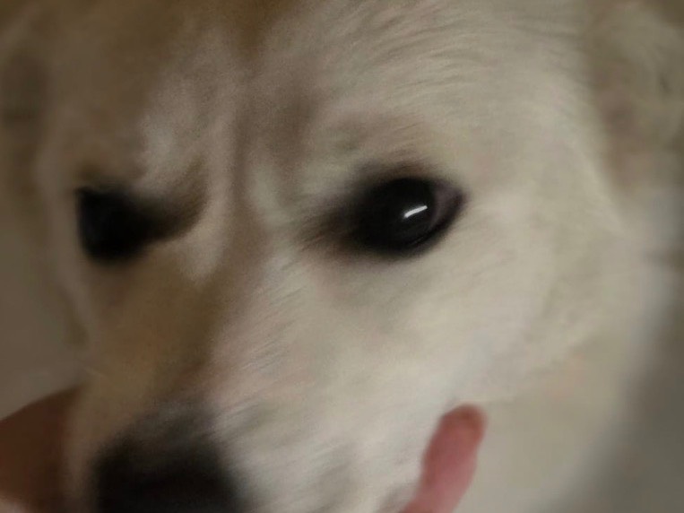 Adozione cane, maschio, Volpino di Pomerania Razza sconosciuta, 2 anni e 7 mesi, taglia piccola, Napoli