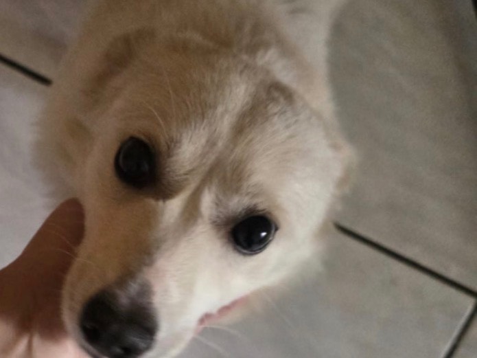Adotta un cane, maschio, 2 anni e 7 mesi, Napoli