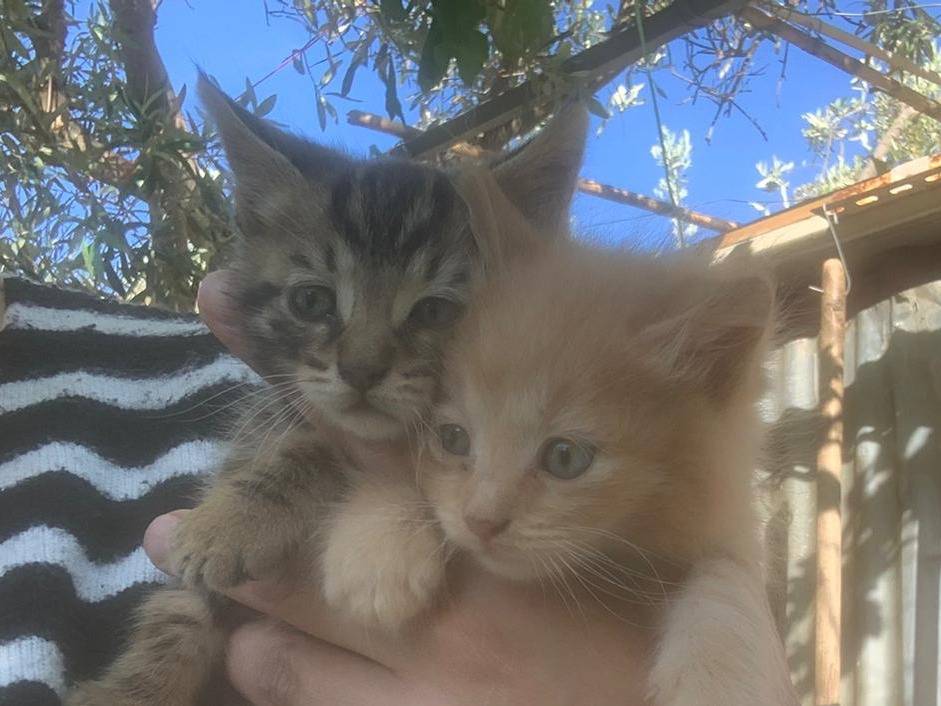Adotta un gatto, maschio, 2 mesi, Catanzaro
