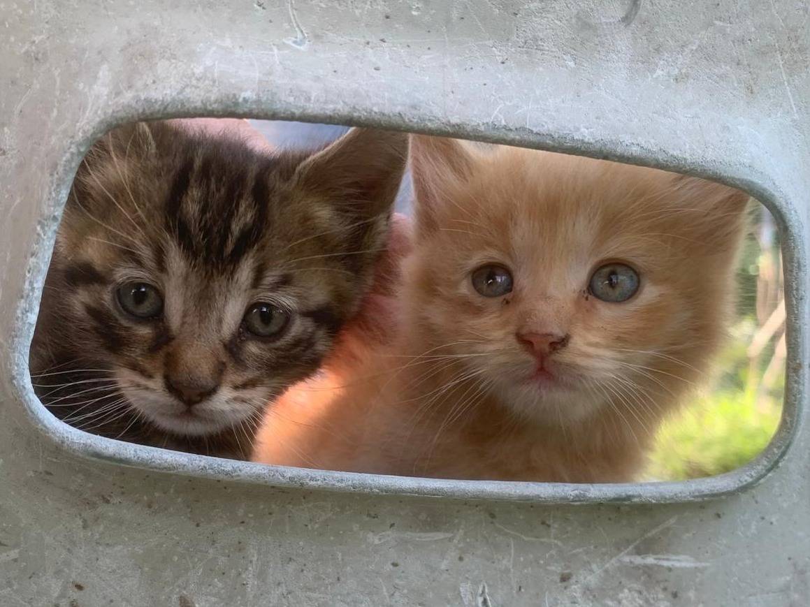 Adozione gatto, maschio, Razza sconosciuta Razza sconosciuta, 2 mesi, taglia non valida, Catanzaro