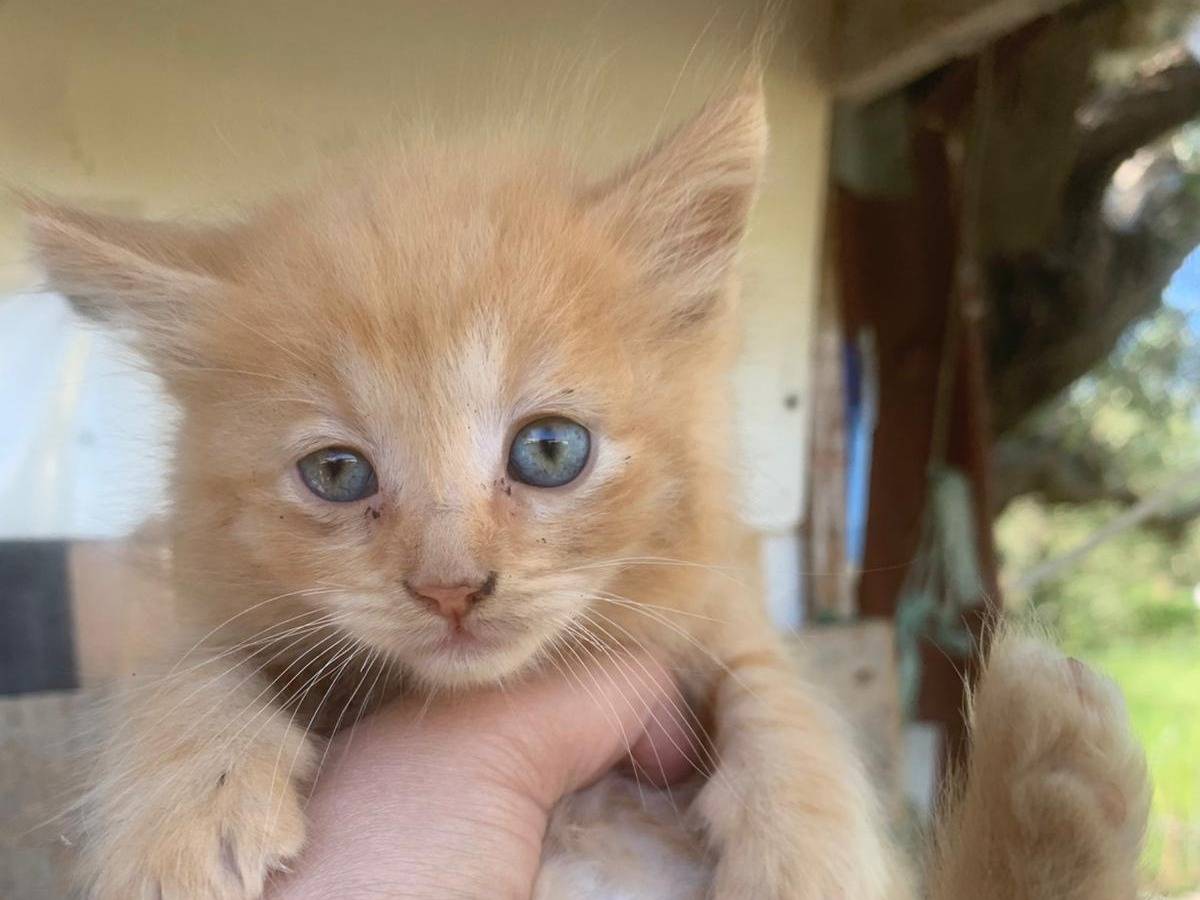Adotta un gatto, taglia non valida, maschio, Catanzaro