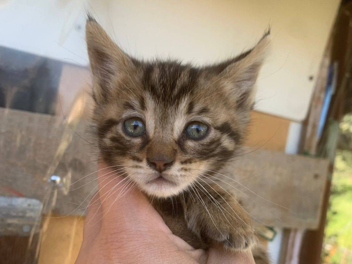 Vuoi adottare un gatto a Catanzaro?