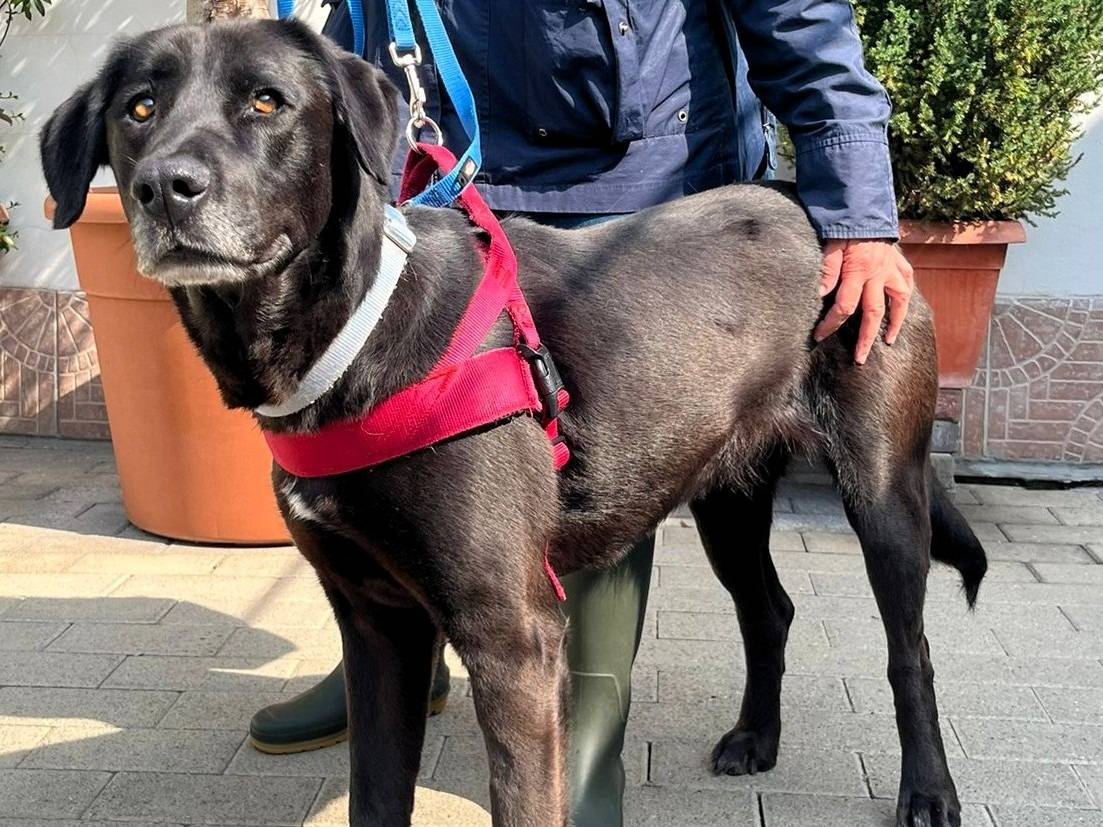 Adozione cane, femmina, Razza sconosciuta Razza sconosciuta, 5 anni e 6 mesi, taglia media, Milano