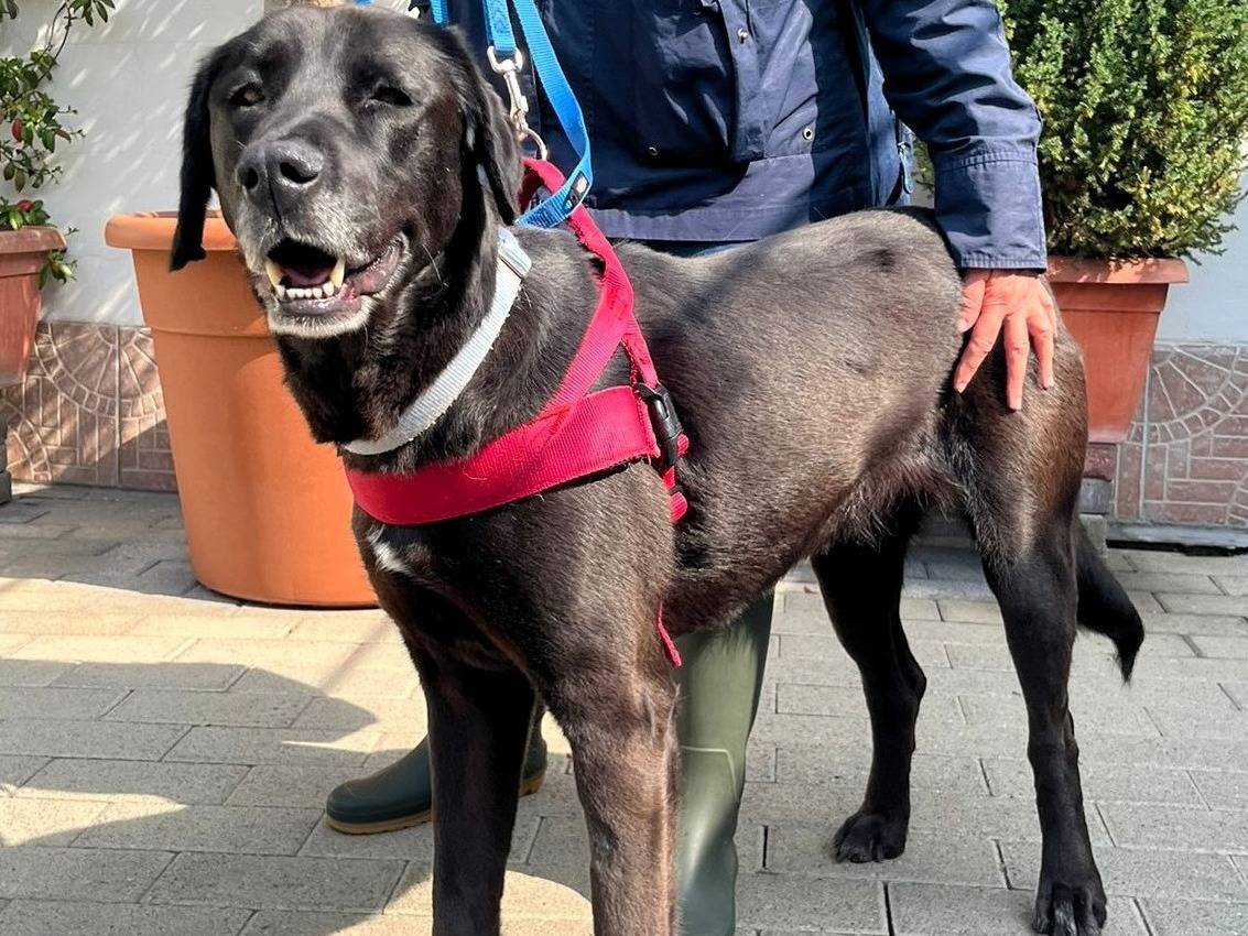 Adotta un cane, femmina, 5 anni e 6 mesi, Milano