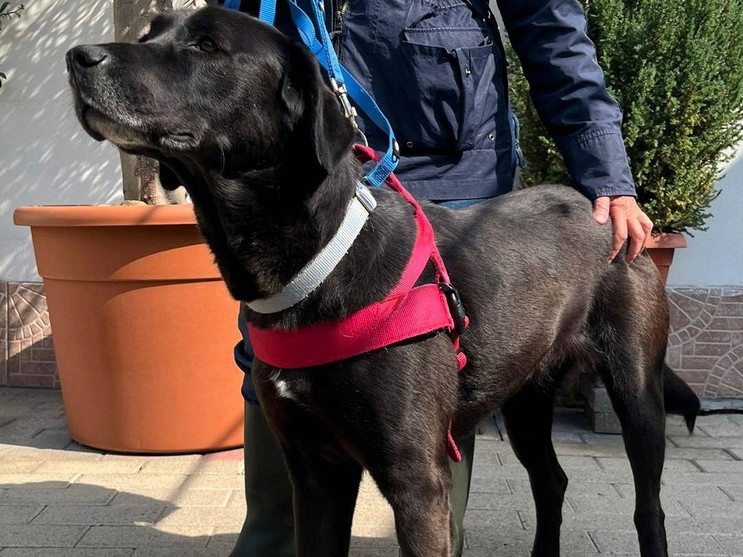 Adotta un cane, taglia media, femmina, Milano