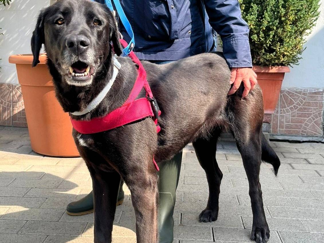 Vuoi adottare un cane a Milano?