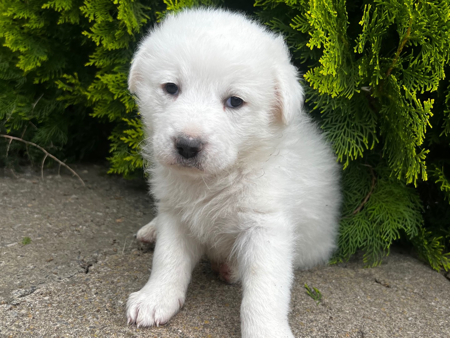 Adotta un cane, taglia grande, femmina, Enna