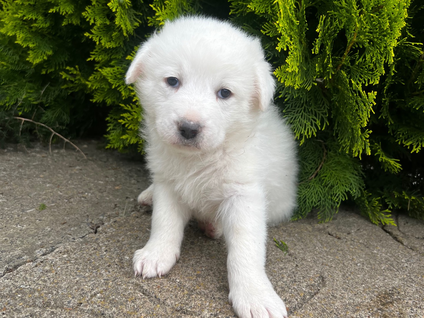 Vuoi adottare un cane a Enna?