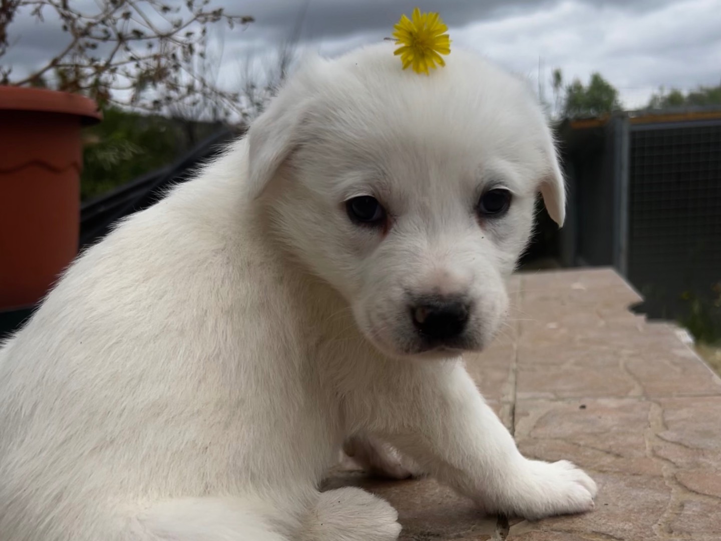 Adozione cane, femmina, Razza sconosciuta Razza sconosciuta, 2 mesi, taglia media, Enna