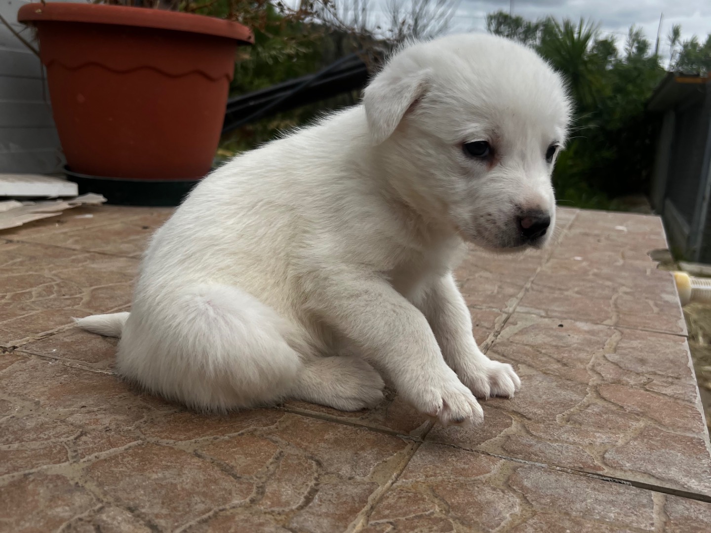 Vuoi adottare un cane a Enna?