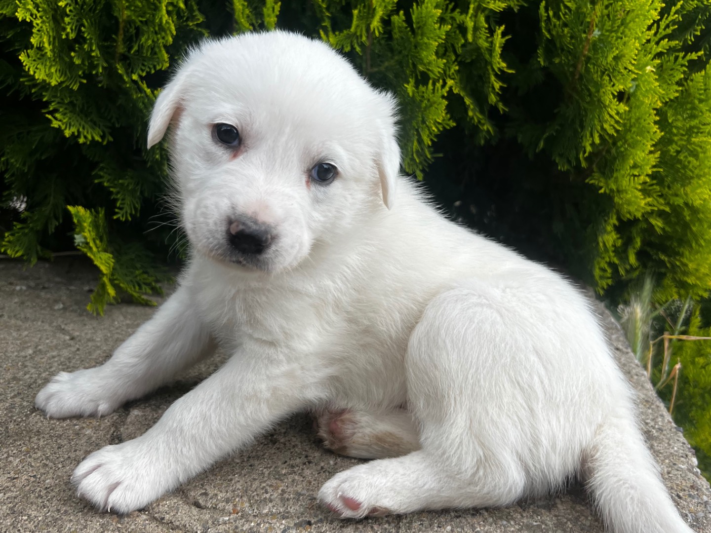 Adotta il cane CAROLINA a Enna