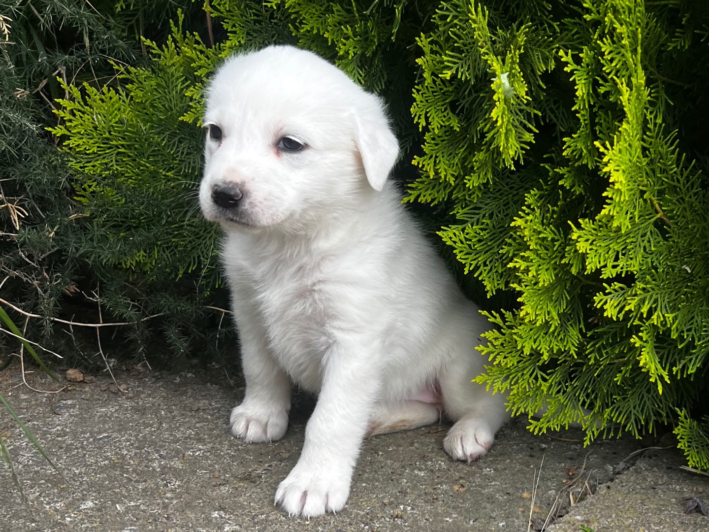 Adotta un cane, taglia media, femmina, Enna