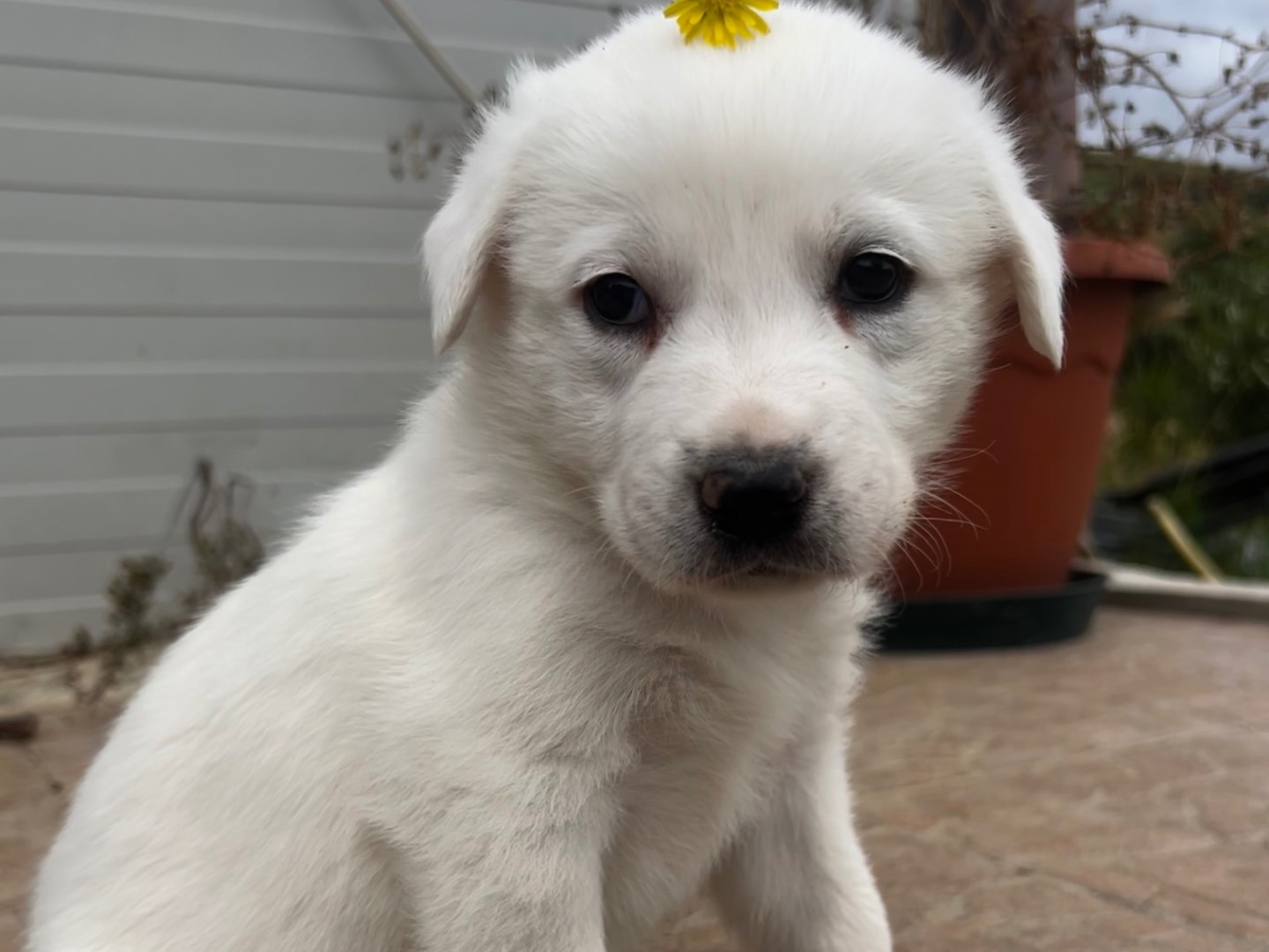 Adotta un cane, femmina, 2 mesi, Enna