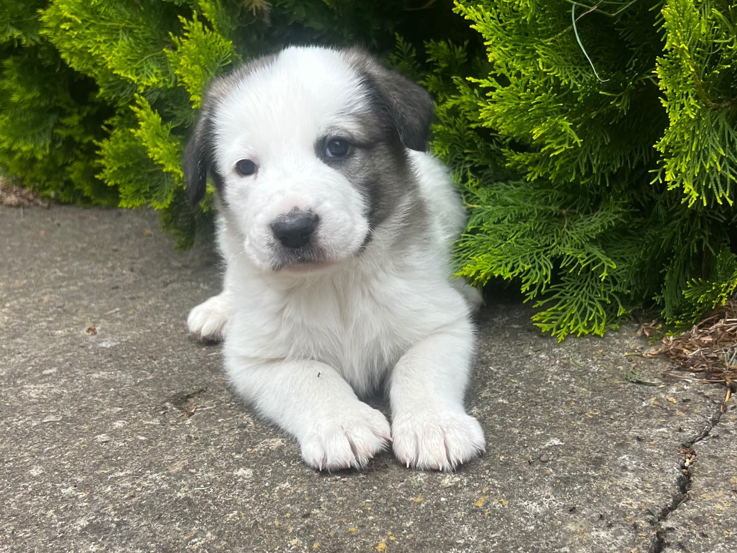 Adozione cane, maschio, Razza sconosciuta Razza sconosciuta, 2 mesi, taglia grande, Enna