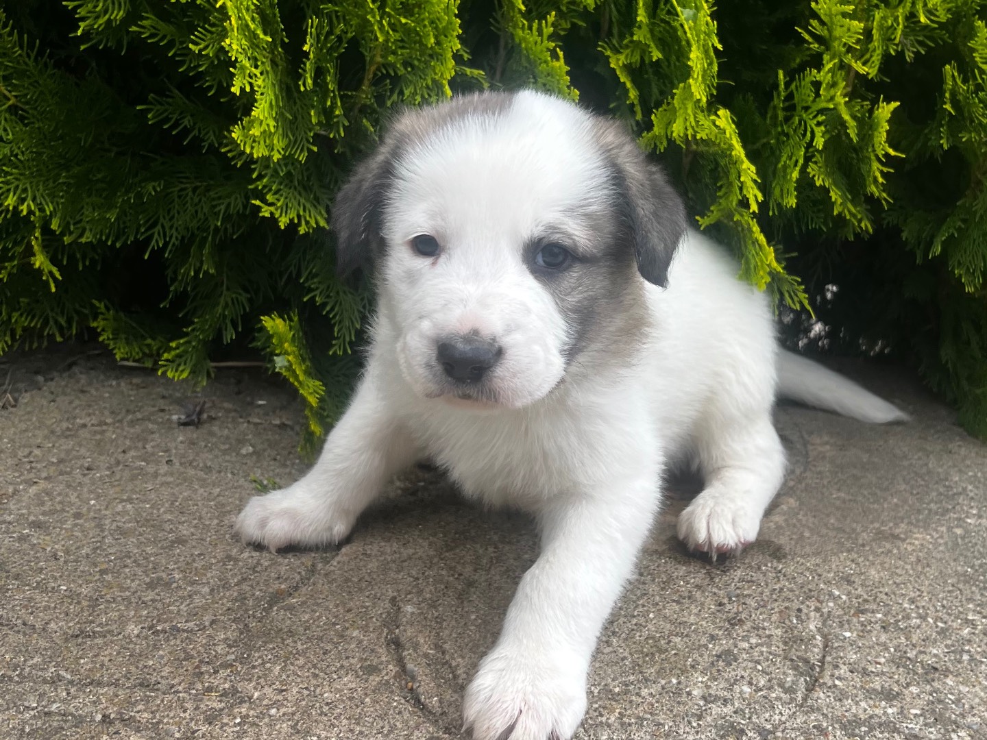 Adotta un cane, taglia grande, maschio, Enna