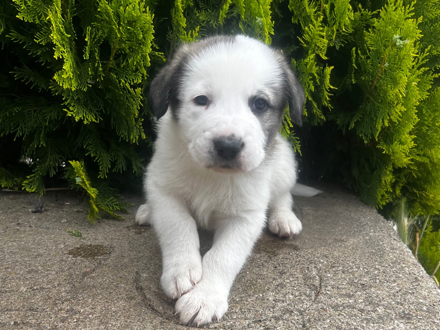 Vuoi adottare un cane a Enna?